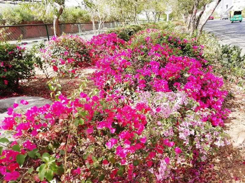 जे एल एन मार्ग जयपुर