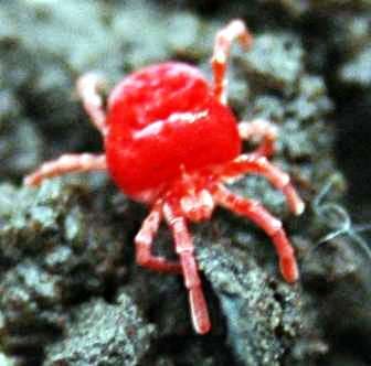 Red Velvet Mite