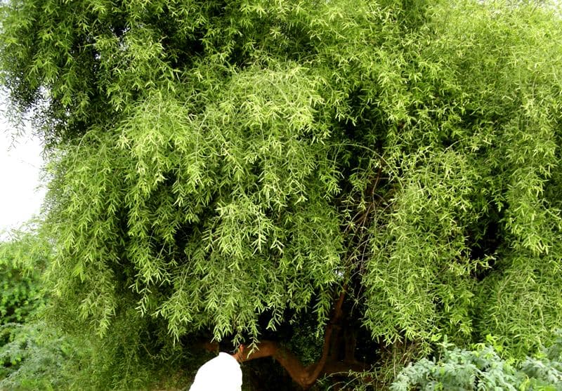 थार की प्रमुख जड़ी बूटियां