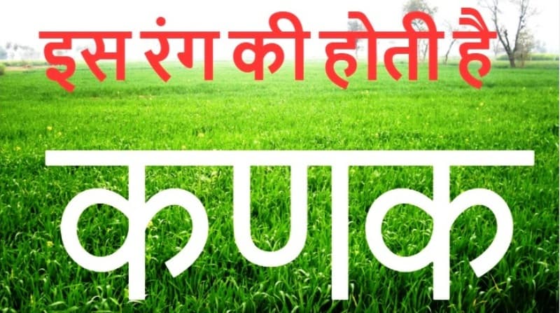 ऐसा होता है गेहूं के खेत का रंग