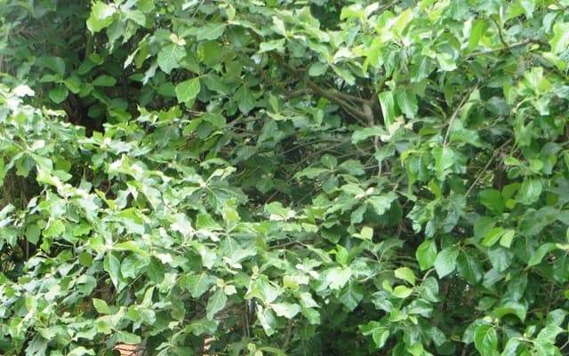 व्यापारिक यानी कमाई वाली फसलें